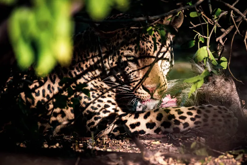 Leopard