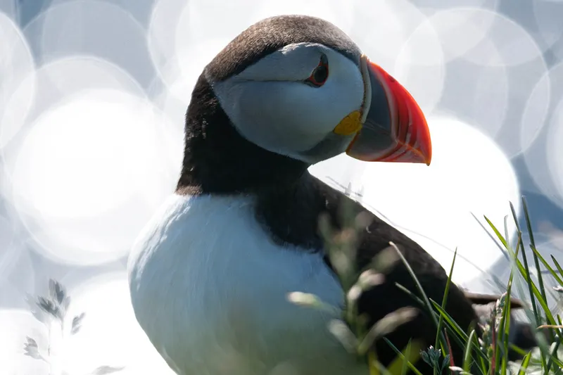 Papageientaucher
